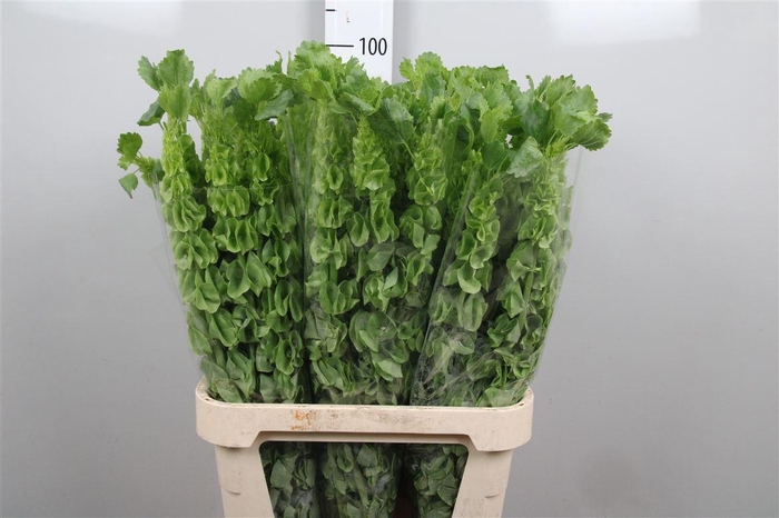 <h4>Moluccella Stuk</h4>