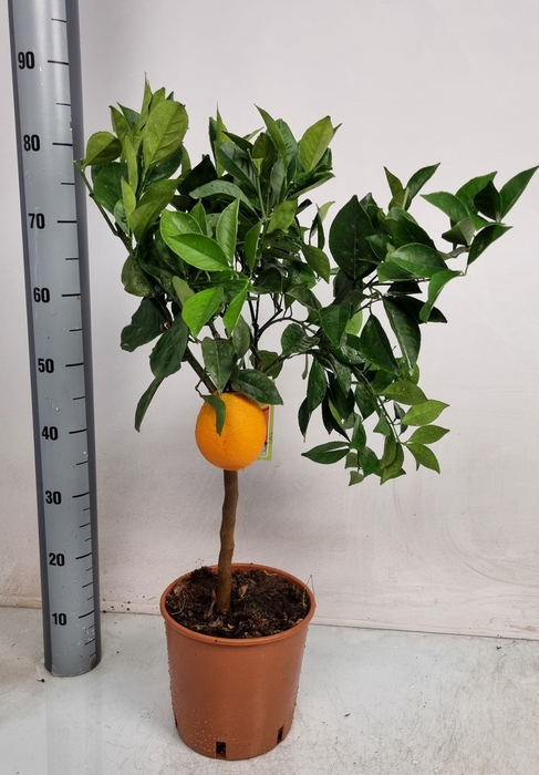 <h4>CITR SINENSIS</h4>