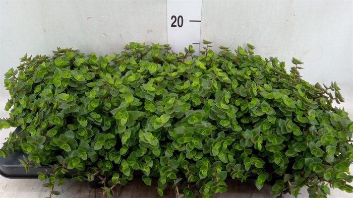 <h4>Callisia repens</h4>