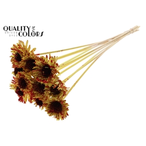 Shola Daisy Sunflower 6cm on stem Splashed Yellow/Red