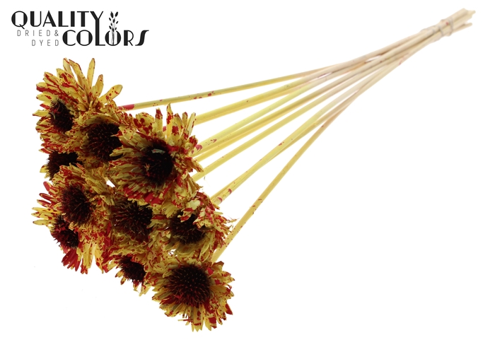 Shola Daisy Sunflower 6cm on stem Splashed Yellow/Red
