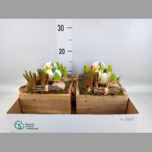 Arr.   Bol/Knolgewas L%