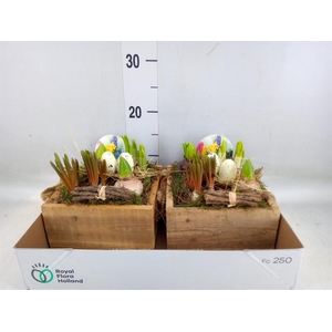 Arr.   Bol/Knolgewas L%