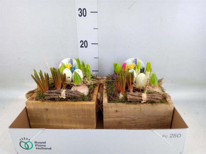 <h4>Arr.   Bol/Knolgewas L%</h4>