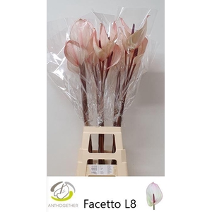 ANTH A FACETTO 20 XXL