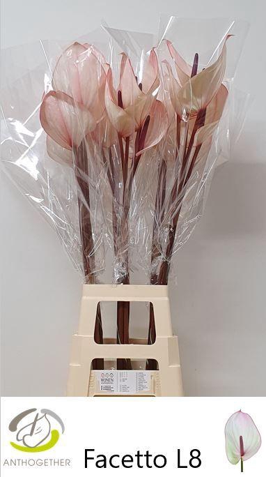 <h4>ANTH A FACETTO 20 XXL</h4>