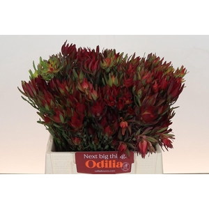 Leucadendron Blush Spray