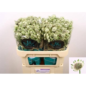 Astrantia Billion Stars XL