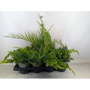 Juniperus   ...