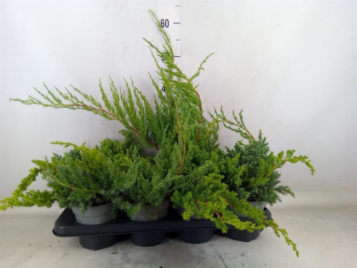 <h4>Juniperus   ...</h4>