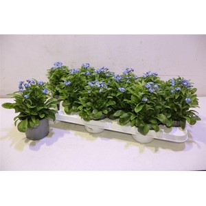 arr8 Myos Sy Mon Amie