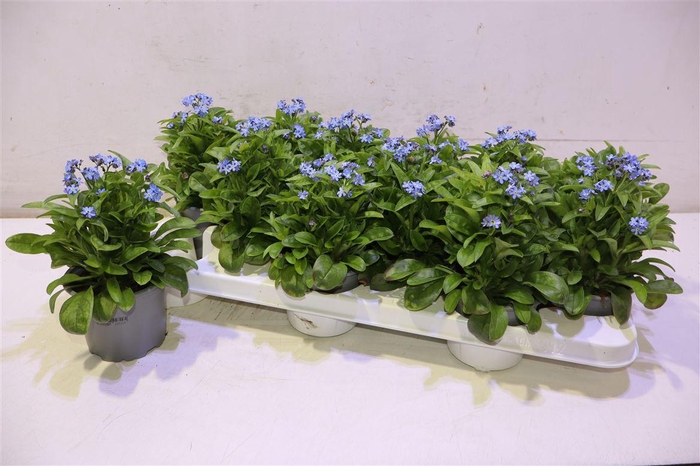 <h4>arr8 Myos Sy Mon Amie</h4>