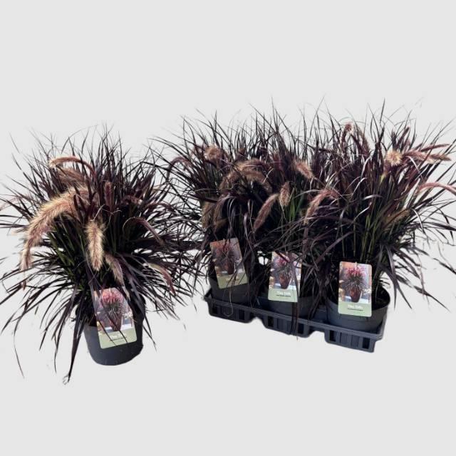 <h4>PENNI TINY TAILS</h4>