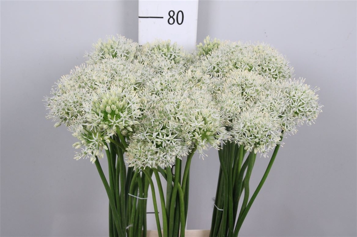 <h4>Allium Mount Everest</h4>