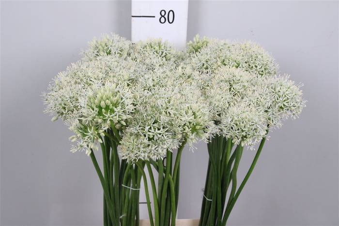 <h4>Allium Mount Everest</h4>