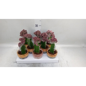 Euphorbia   ...mix