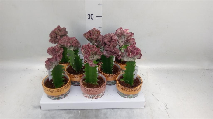 <h4>Euphorbia   ...mix</h4>