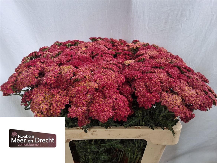 <h4>Achillea Sassy Summer Taffy</h4>