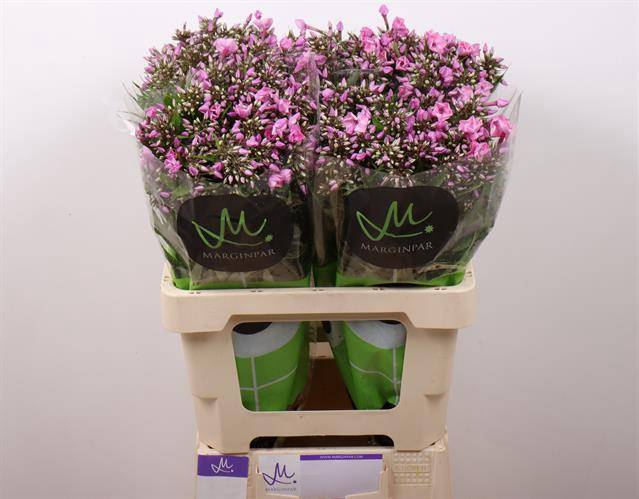 <h4>PHLOX P PINK EYES</h4>