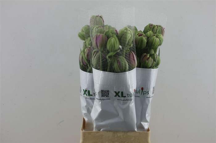 <h4>Tu Du Fr Purple Power</h4>