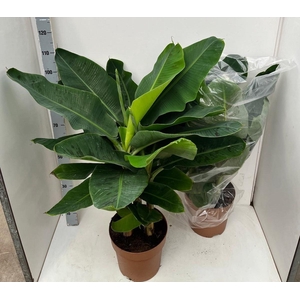 MUSA DWARF CAVENDISH