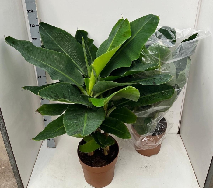 <h4>MUSA DWARF CAVENDISH</h4>