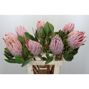 Protea Cynaroides