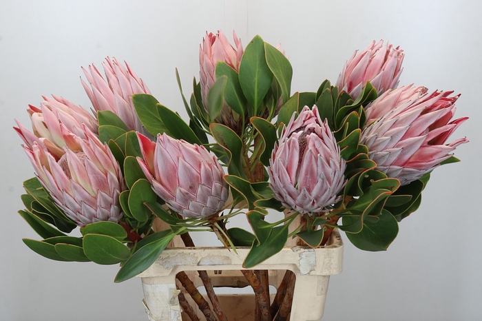 <h4>Protea Cynaroides</h4>