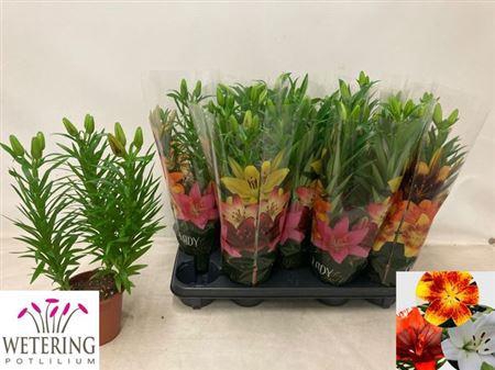 <h4>Lil As Gem 3pp</h4>