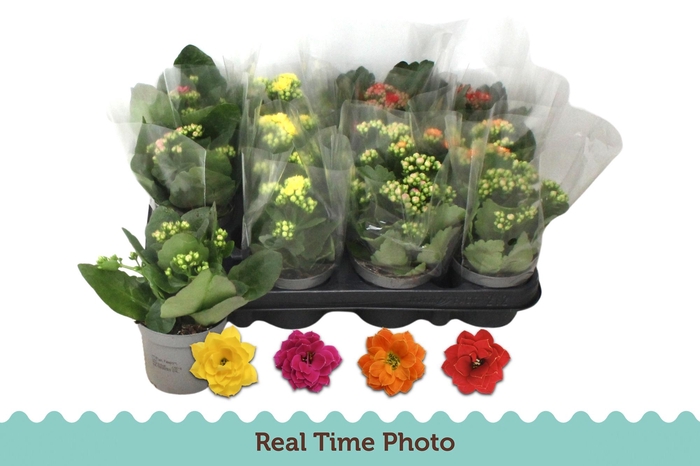 <h4>KAL GE GEM 4 KL</h4>