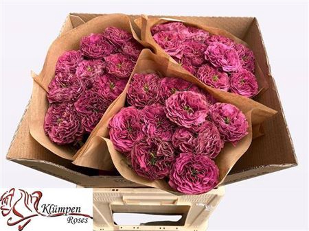 <h4>R Gr Purple Delight</h4>