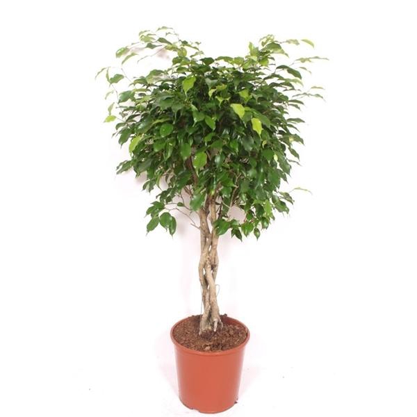 <h4>Ficus benjamina 'Exotica'</h4>