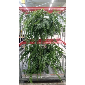 Epiphyllum anguliger