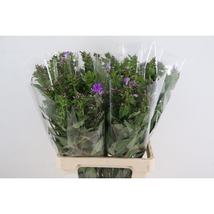 PHLOX P CRISSY