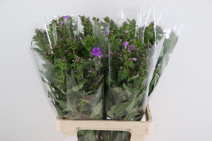 <h4>PHLOX P CRISSY</h4>