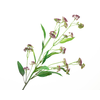 Berry Branch Aubergine