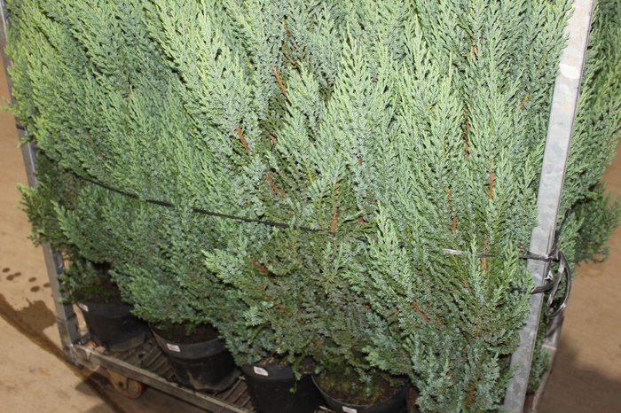 <h4>TUIA STRICKITA P24</h4>