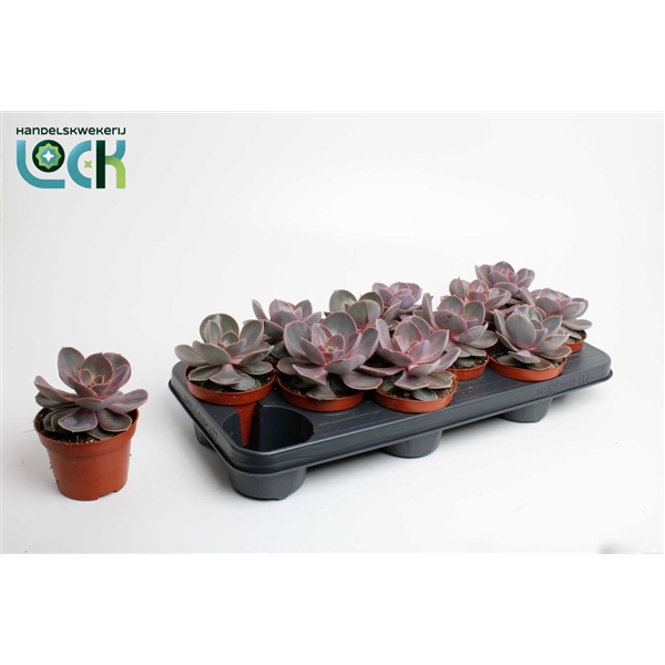 <h4>Echeveria Perle von Nurnberg</h4>