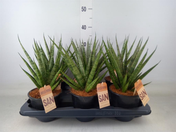 <h4>Sansevieria trifa.   ...</h4>