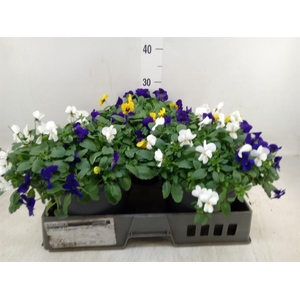 Viola corn. 'Endurio'   ...mix