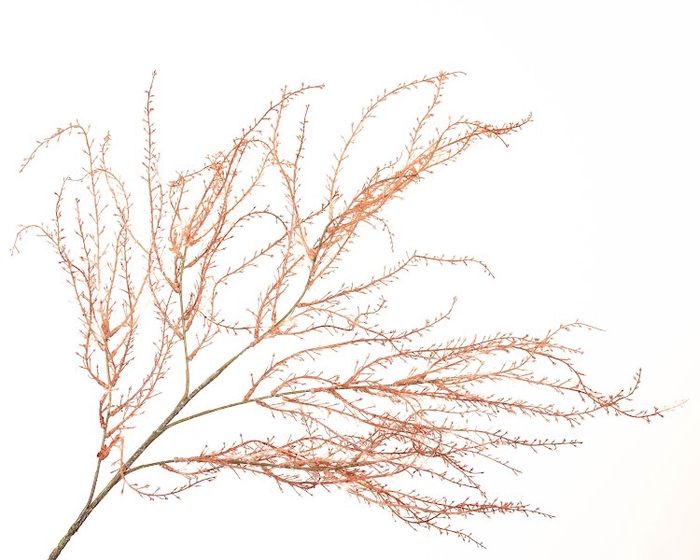 Coral Branch Red