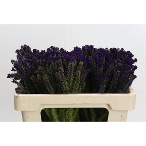Kaaps Groen Palaecea Purple