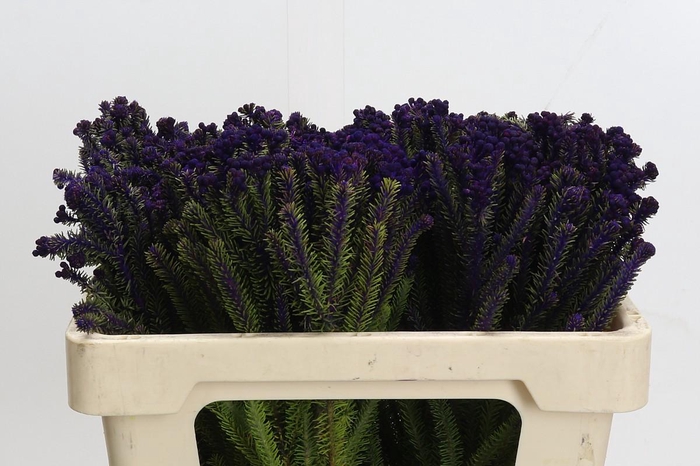 <h4>Kaaps Groen Palaecea Purple</h4>