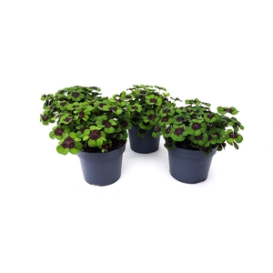 Oxalis deppei