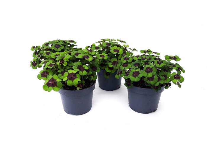 <h4>Oxalis deppei</h4>