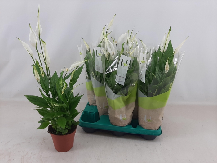 <h4>SPATH TORELLI</h4>