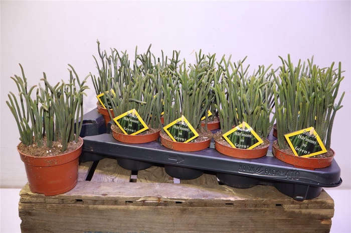 <h4>arr8 Crass Overig</h4>