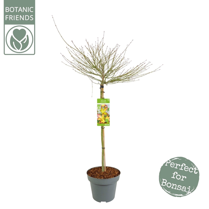 <h4>Acer palm. 'Little Princess' C14 halfstam</h4>