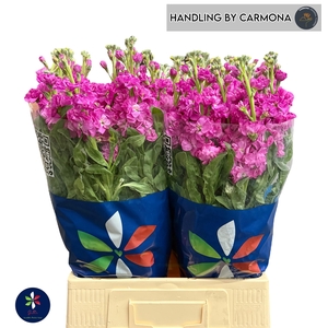 MATTH IRON DEEP PINK