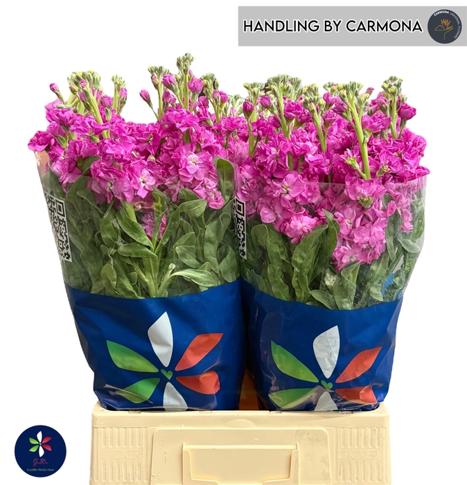 <h4>MATTH IRON DEEP PINK</h4>